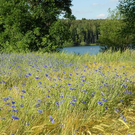 Stroehlein * Абсберг